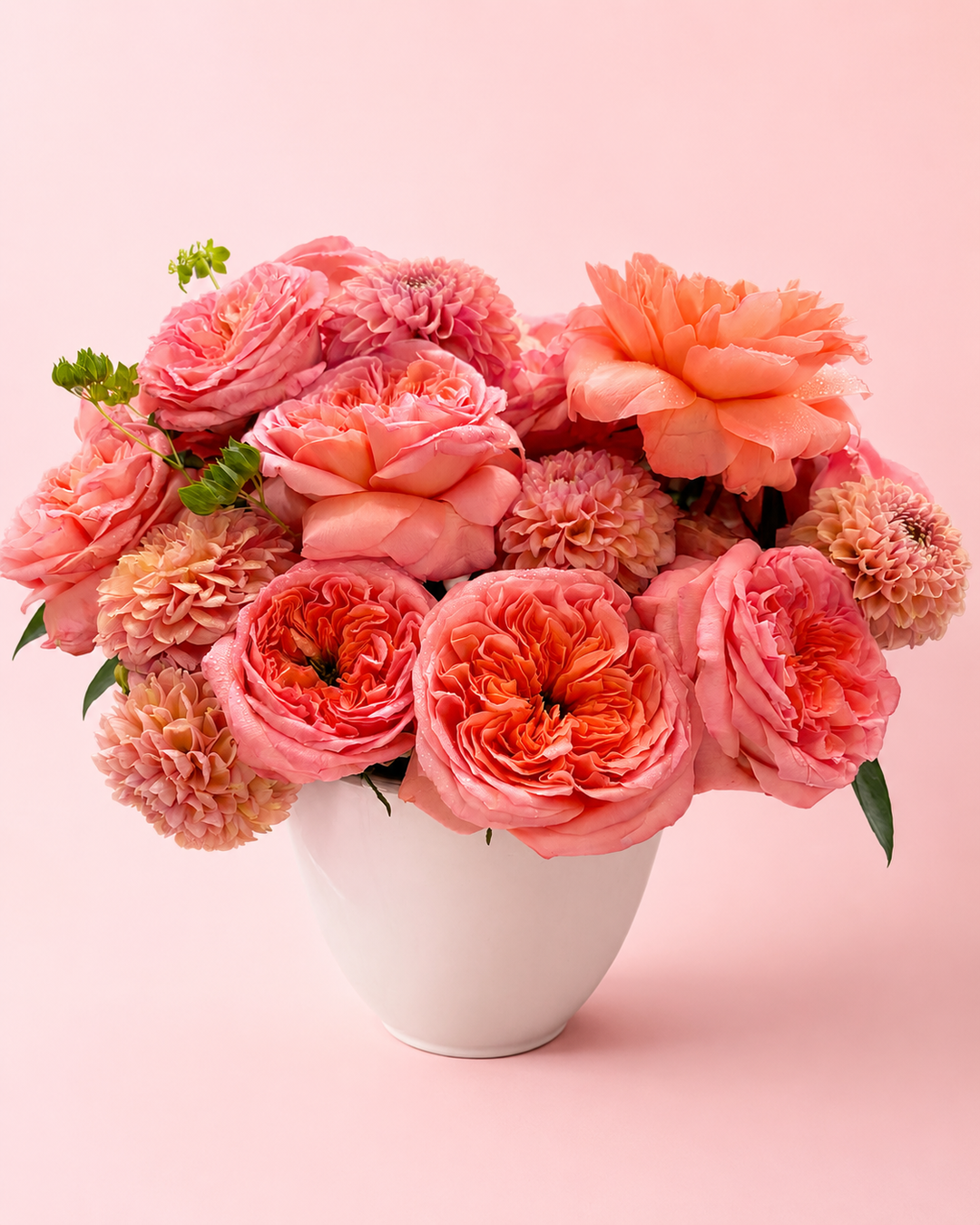 Coral Coast Petal Pop